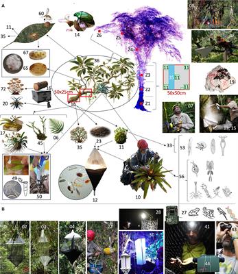 Unveiling the above-ground eukaryotic diversity supported by individual large old trees: the “Life on Trees” integrative protocol